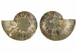 Cut & Polished, Agatized Ammonite Fossil - Madagascar #308140-1